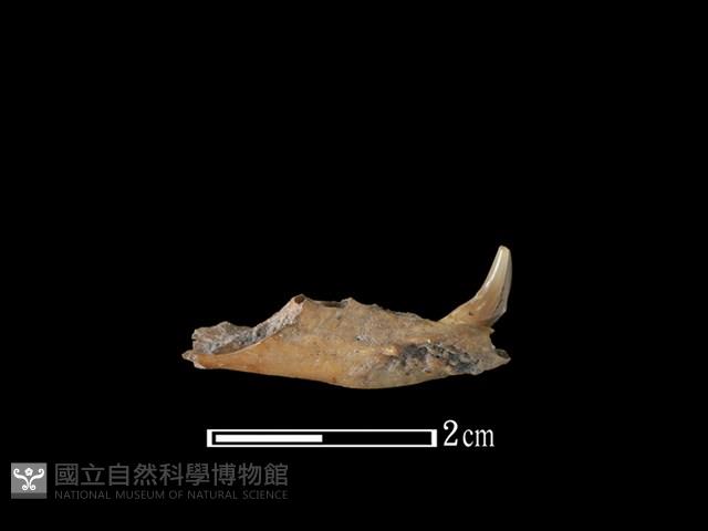 麝香貓骨藏品圖，第2張