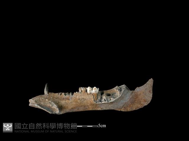 豬骨藏品圖，第2張