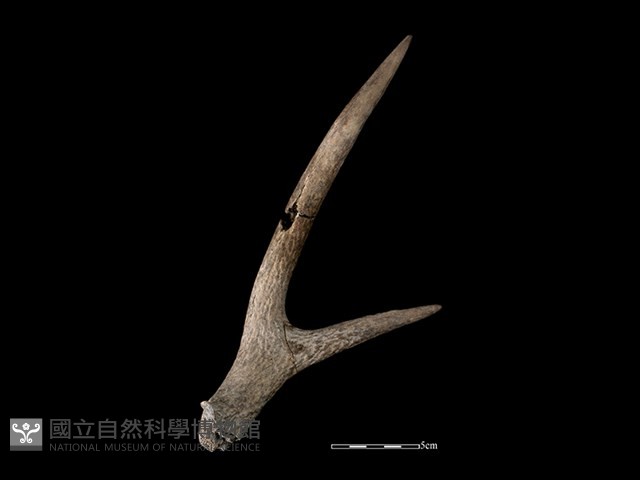 梅花鹿骨藏品圖，第2張
