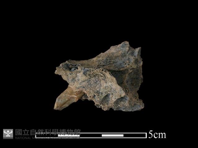 台灣獼猴骨藏品圖，第2張