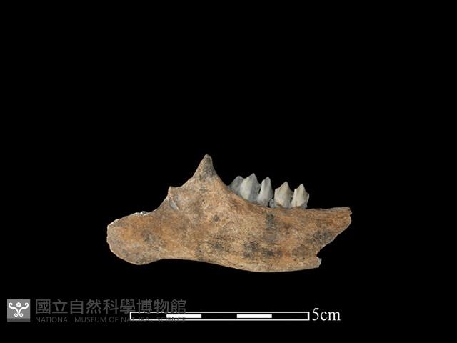 山羌骨藏品圖，第2張