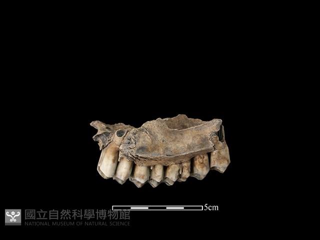 梅花鹿骨藏品圖，第2張