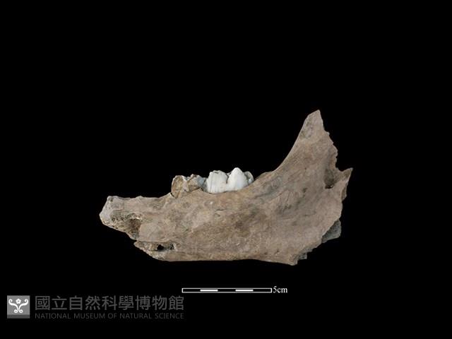 豬骨藏品圖，第2張