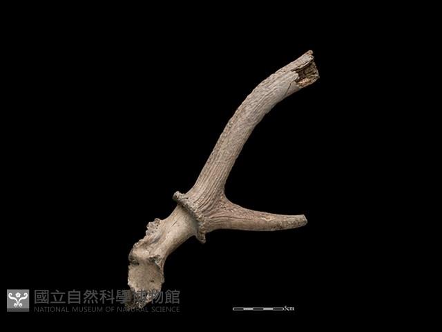 Accession Number:CSCSNS-2019-AB0575 Collection Image, Figure 2, Total 2 Figures