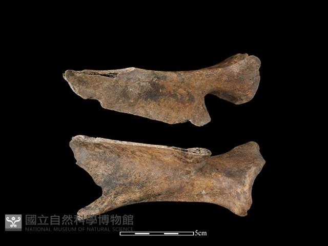 Accession Number:CSCSNS-2019-AB0655 Collection Image, Figure 2, Total 2 Figures