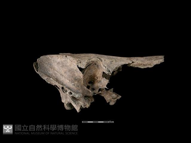 豬骨藏品圖，第2張