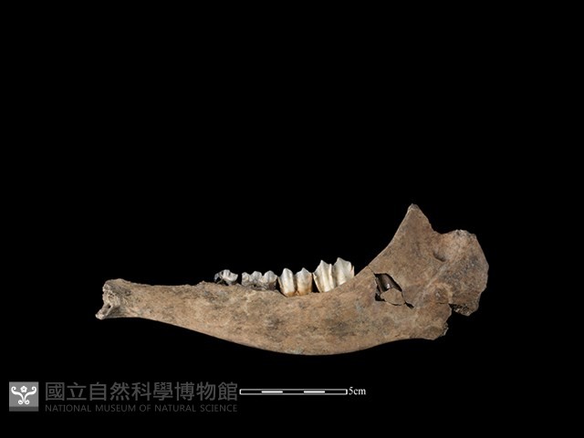 梅花鹿骨藏品圖，第2張