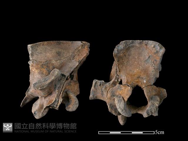 豬骨藏品圖，第2張