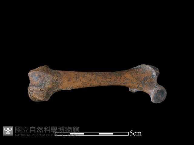 狗獾骨藏品圖，第2張