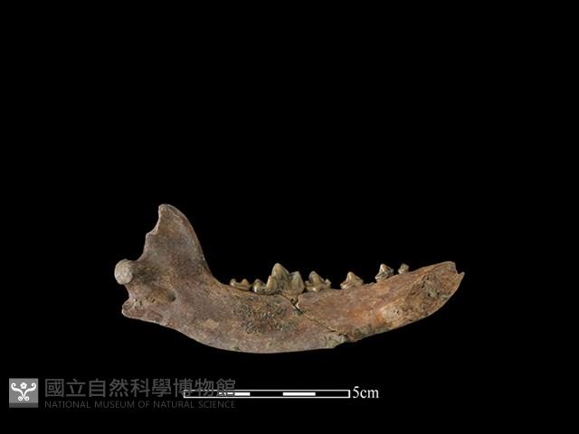 狗骨藏品圖，第2張