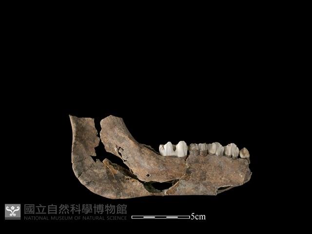 豬骨藏品圖，第2張