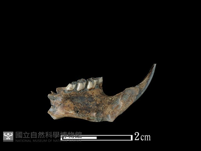 鬼鼠骨藏品圖，第2張