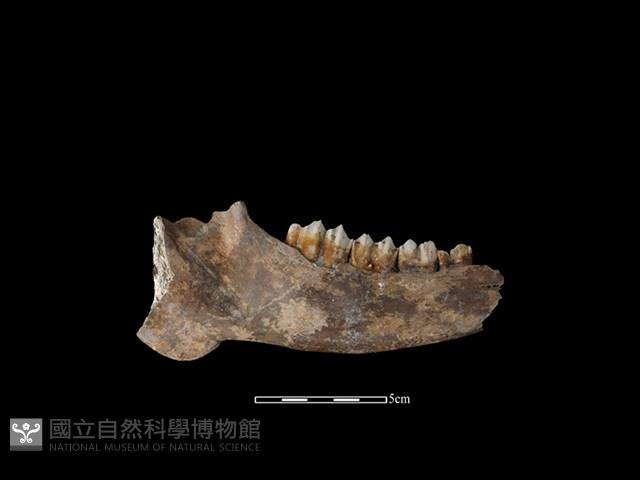 梅花鹿骨藏品圖，第2張