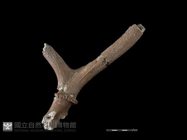 梅花鹿骨藏品圖，第2張