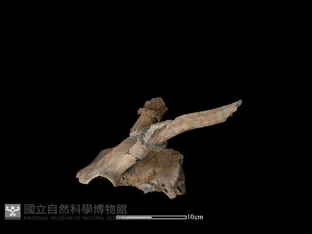 梅花鹿骨藏品圖，第2張