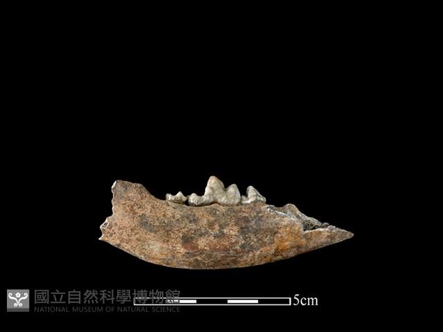 狗骨藏品圖，第2張