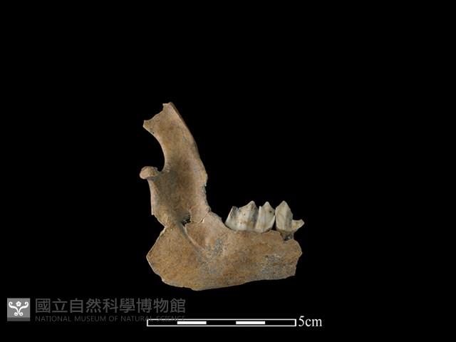 山羌骨藏品圖，第2張