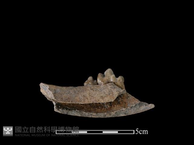 狗骨藏品圖，第2張