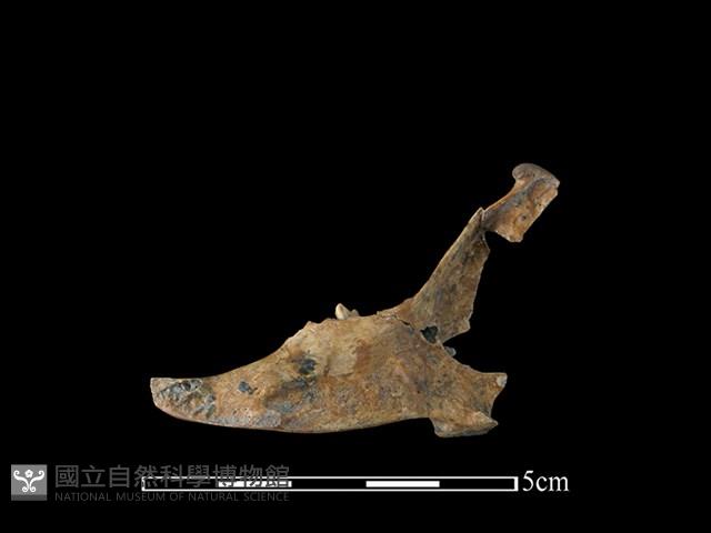 Accession Number:CSCSNS-2019-AB0030 Collection Image, Figure 2, Total 2 Figures