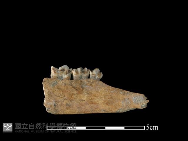 獐骨藏品圖，第2張