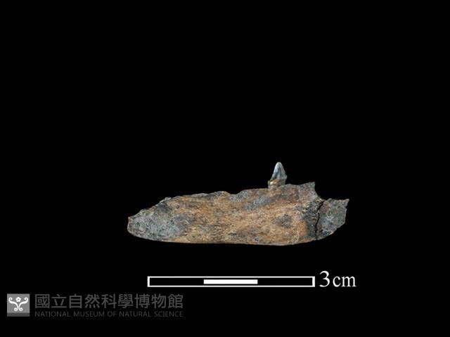 狗獾骨藏品圖，第2張