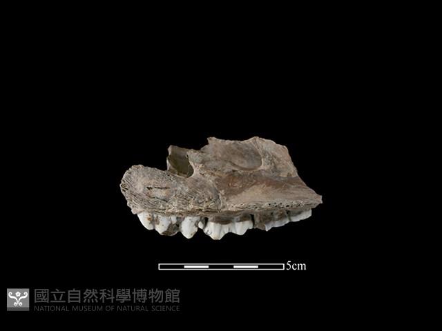 豬骨藏品圖，第2張