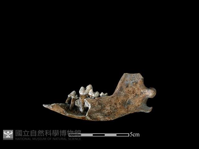狗骨藏品圖，第2張