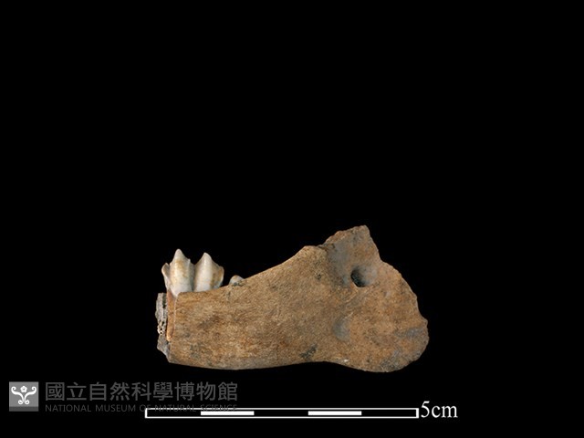 山羌骨藏品圖，第2張