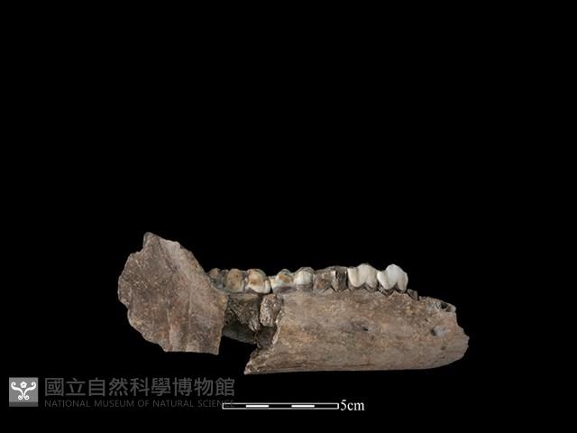 豬骨藏品圖，第2張