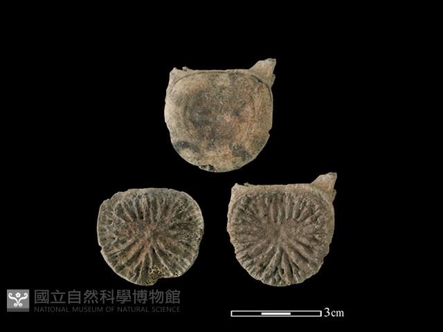 海豚骨藏品圖，第2張