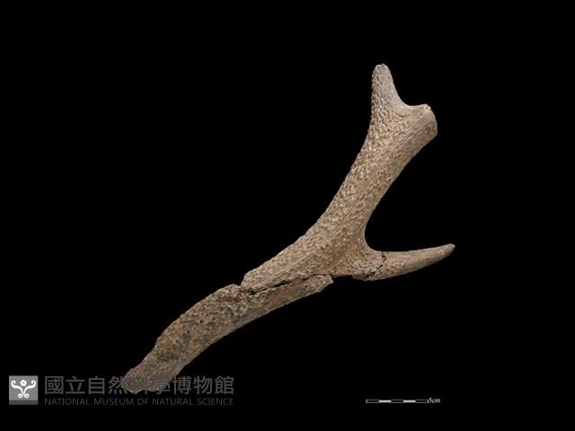 梅花鹿骨藏品圖，第2張