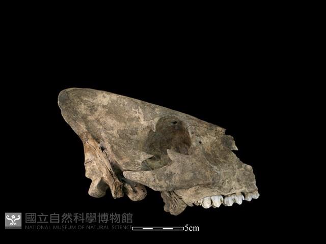 豬骨藏品圖，第2張