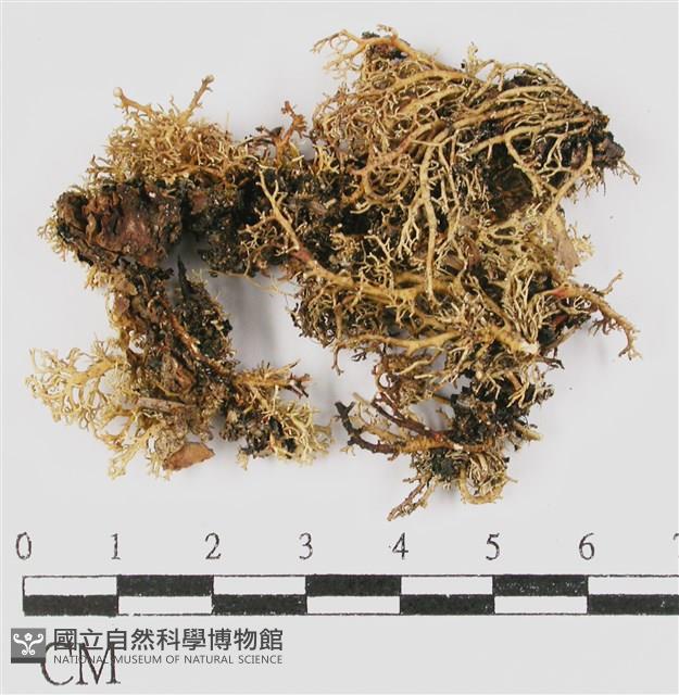 登錄號:L00000482藏品圖，第3張