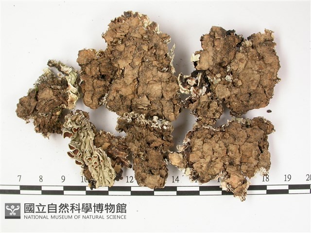 登錄號:L00002502藏品圖，第3張