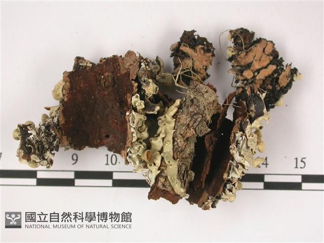 登錄號:L00001362藏品圖，第3張