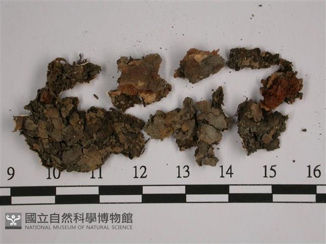 厚兜衣藏品圖，第3張