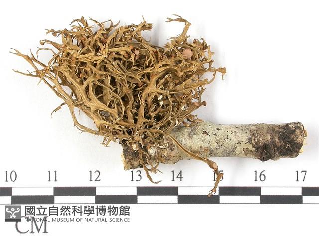 登錄號:L00002742藏品圖，第3張