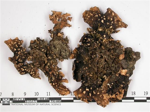 黑川氏兜衣藏品圖，第3張