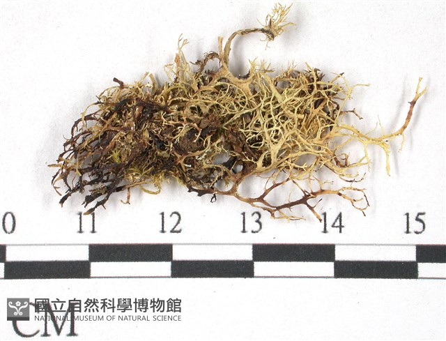 登錄號:L00000372藏品圖，第3張