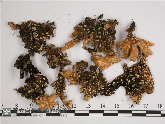 黑川氏兜衣藏品圖，第3張