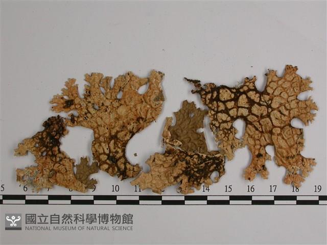 劍形兜衣藏品圖，第3張