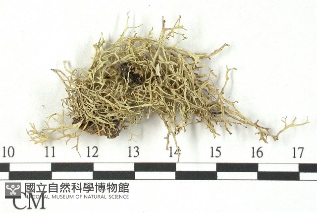 登錄號:L00001532藏品圖，第3張