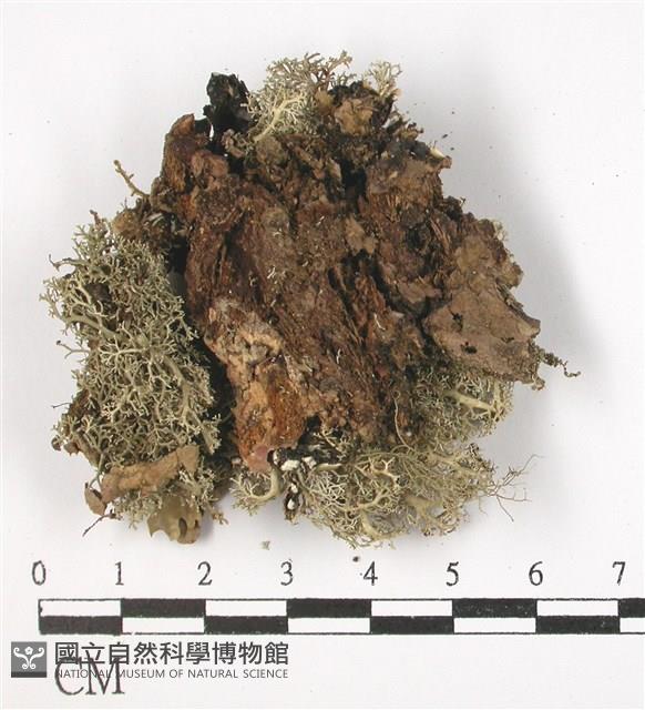 登錄號:L00001432藏品圖，第3張