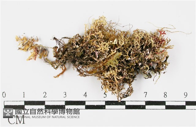 台灣球粉衣藏品圖，第3張