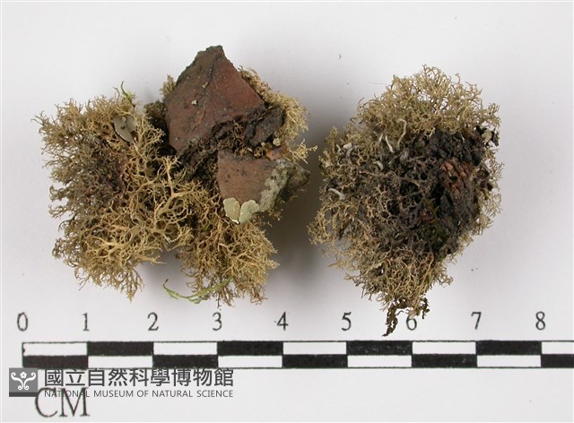 登錄號:L00002008藏品圖，第3張