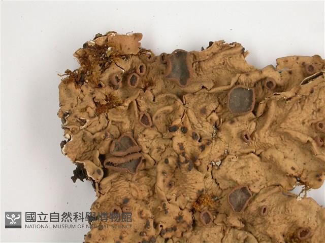 糖兜衣藏品圖，第3張