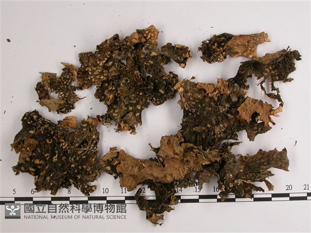 網脊兜衣藏品圖，第3張