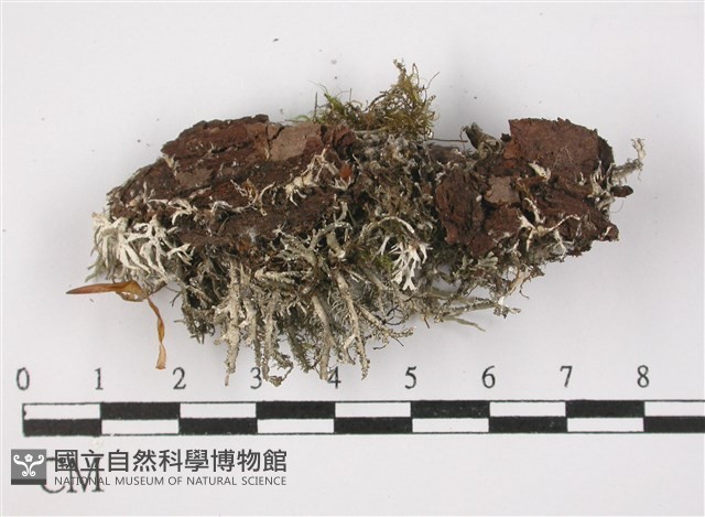 登錄號:L00002468藏品圖，第3張