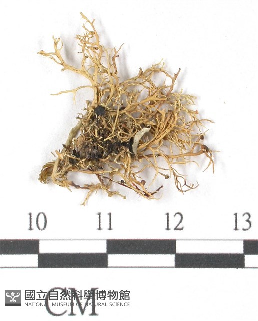 登錄號:L00000368藏品圖，第3張