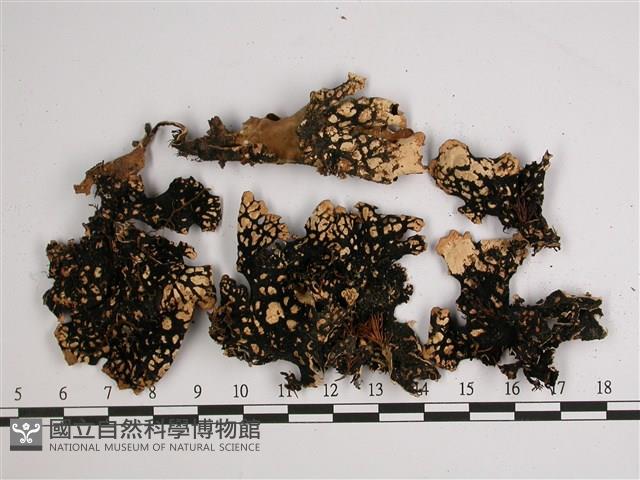 針芽兜衣藏品圖，第3張